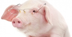 Huawei займётся свиноводством