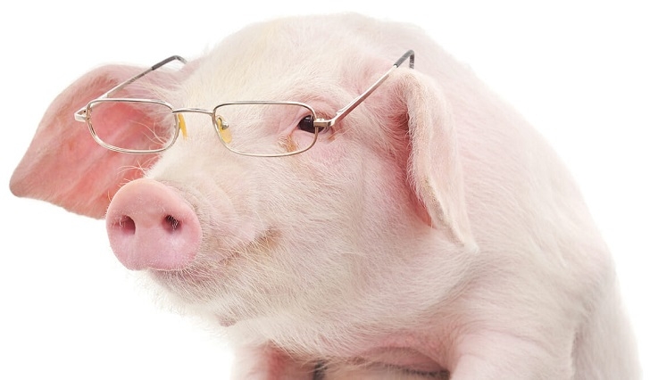 Huawei займётся свиноводством