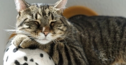 Вчені знайшли причину, чому коти м’явкають на людей